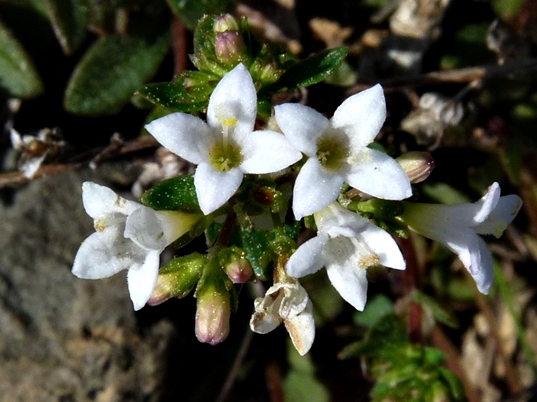 {Houstonia canadensis}